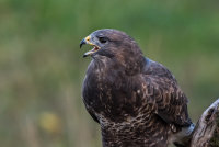 Buzzard