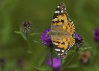 Painted-Lady