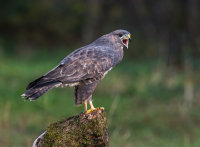 Buzzard