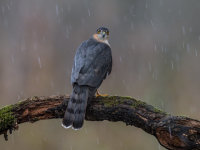 Sparrowhawk (m)