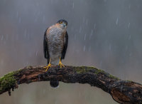 Sparrowhawk (m)