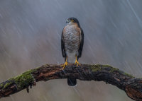 Sparrowhawk (m)