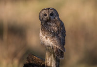 Tawny-Owl