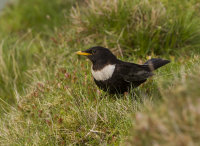 Ring-Ouzel (f)