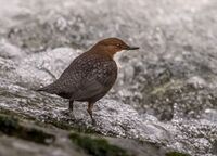 Dipper