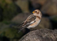 Snow-Bunting (f)