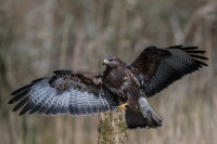 Buzzard