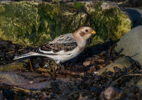 Snow-Bunting (m)