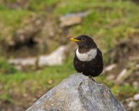 Ring-Ouzel (f)