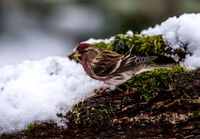 Lesser-Redpoll (m)