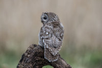 Tawny-Owl