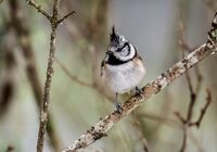 Crested-Tit