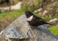 Ring-Ouzel (f)
