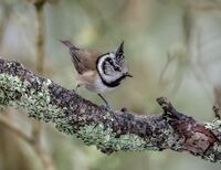 Crested-Tit