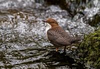 Dipper