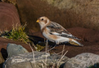 Snow-Bunting (f)