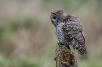 Tawny-Owl
