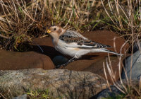 Snow-Bunting (m)