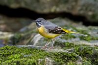 Grey-Wagtail