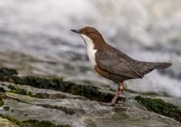 Dipper