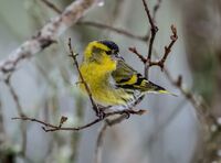 Siskin (m)