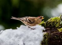 Lesser-Redpoll (f)