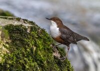 Dipper