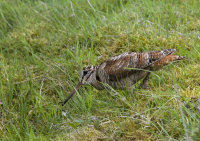 Woodcock
