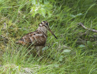 Woodcock