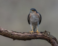 Sparrowhawk (m)