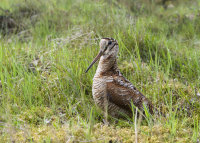 Woodcock
