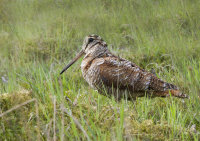 Woodcock
