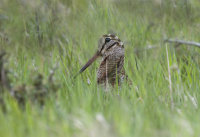 Woodcock