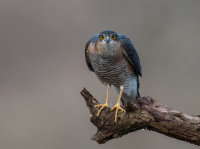 Sparrowhawk (m)