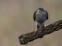 Sparrowhawk (m)