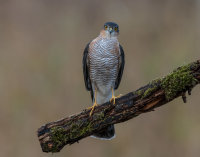 Sparrowhawk (m)