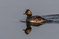 Black-necked-Grebe
