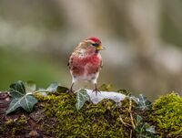 Lesser-Redpoll (m)