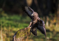Buzzard