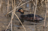 Black-necked-Grebe