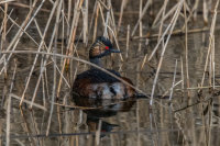 Black-necked-Grebe