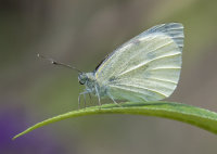 Small-White