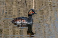 Black-necked-Grebe