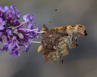 Comma