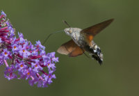 Humming-bird-Hawkmoth