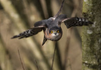 Sparrowhawk (m)