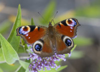 Peacock