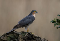 Sparrowhawk (m)