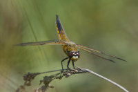 Four-spotted-Chaser
