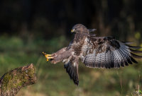 Buzzard